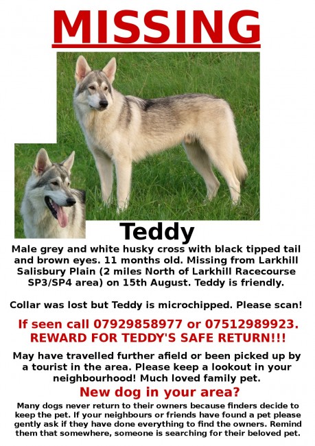 Have You Seen This Missing Dog?