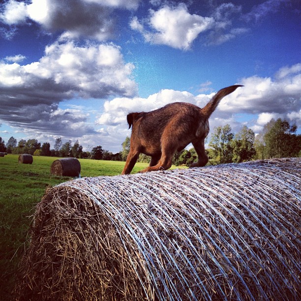 Puppy on Haystack Instagram photo Copyright Solopress 2012