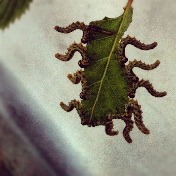 Sawfly Instagram photo Copyright Solopress 2012