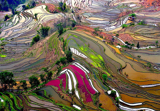 Una splendida vista multicolore di campi di riso sfalsati in Cina